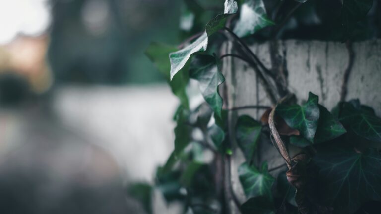 Green ivy vines climb a stone wall, representing the symbolism of Ivy League schools