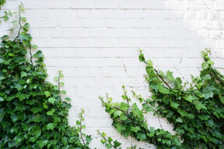 Ivy climbing on a white brick wall, symbolizing Ivy League colleges